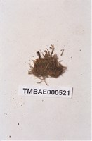 藏品(扭柄苔屬)的圖片